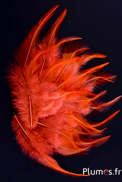 Coq - 8-12 cm - caramel